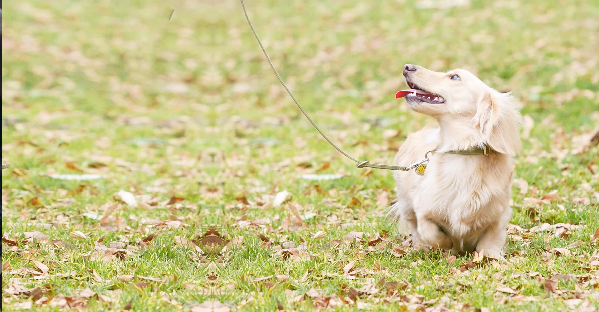 胴長屋犬健