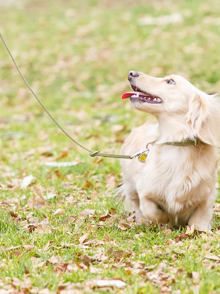 胴長屋犬健